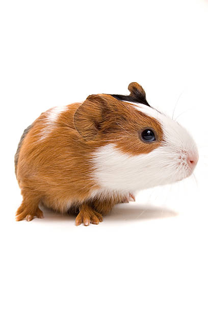 istock Interested newborn guinea-pig 140458185