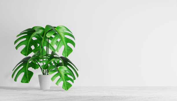 istock Monstera plant in white pot over light wall with copy space. 1404583679
