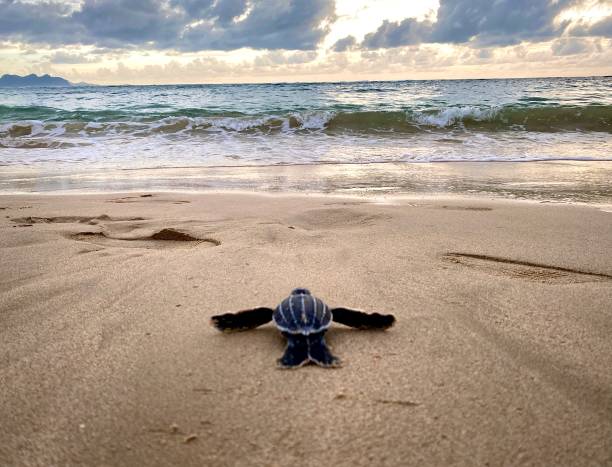 赤ちゃんカメ - north shore hawaii islands usa oahu ストックフォトと画像