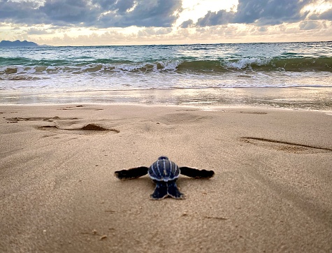 Baby turtle who is looking at the sea and immediately wants to join the sea world