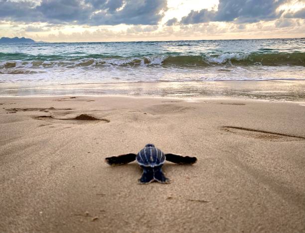 Baby Turtle Baby turtle who is looking at the sea and immediately wants to join the sea world sea turtle stock pictures, royalty-free photos & images