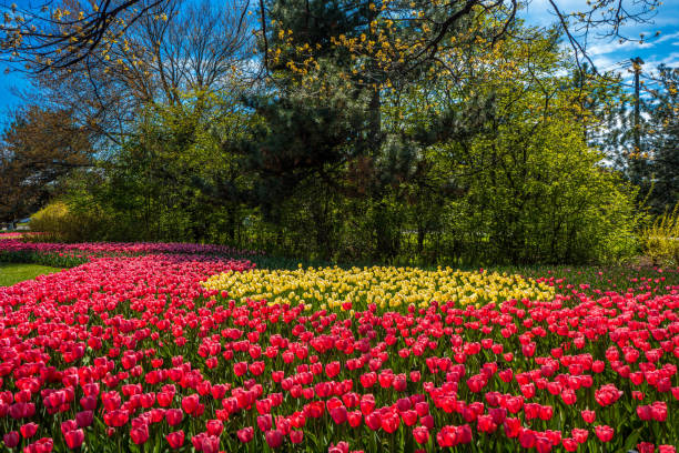 istock Vibrant Tulip Flowers 1404583942