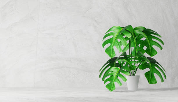 istock Monstera plant in white pot over light wall with copy space. 1404584147