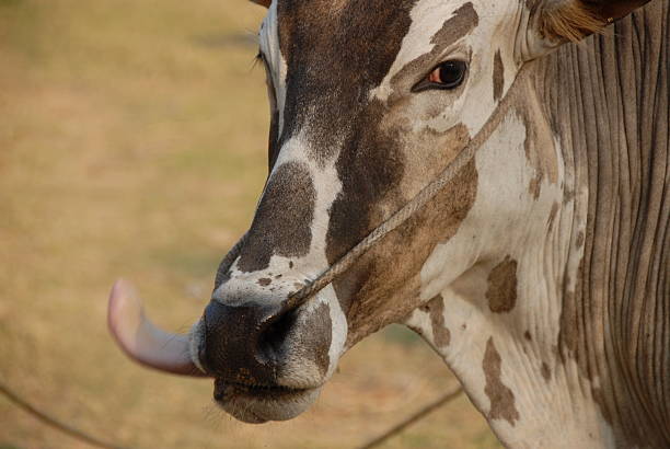 Cow sticking out her tongue. I like the beautiful ripples of her skin. This picture has been shot in a remote village (bommidi) of south India. Notice the rope through her nose, which is used to hold the cow in one direction when tied to a bullock cart.
