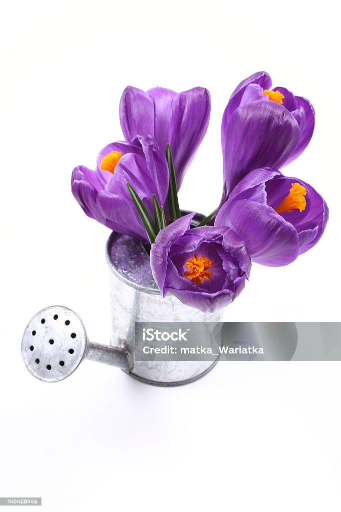 spring! - Lizenzfrei Baumblüte Stock-Foto