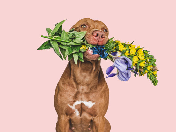 istock Lovable, pretty brown puppy and bright flowers 1404585465