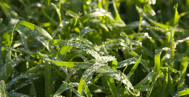 Fresh morning dew on a green grass stock photo