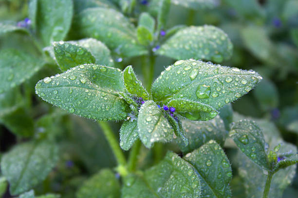 Drops of dew on a green plant with blue flowers stock photo