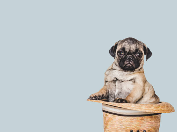 istock Lovable, pretty puppy and sun hat. Close-up, indoors 1404585591