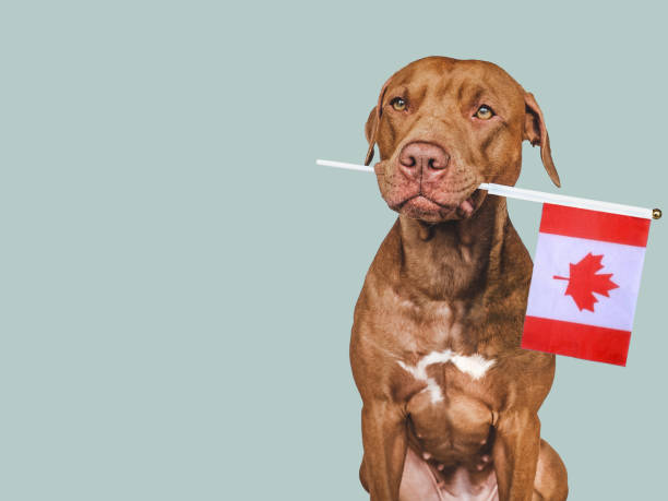 istock Lovable, pretty dog and Canadian Flag 1404585626