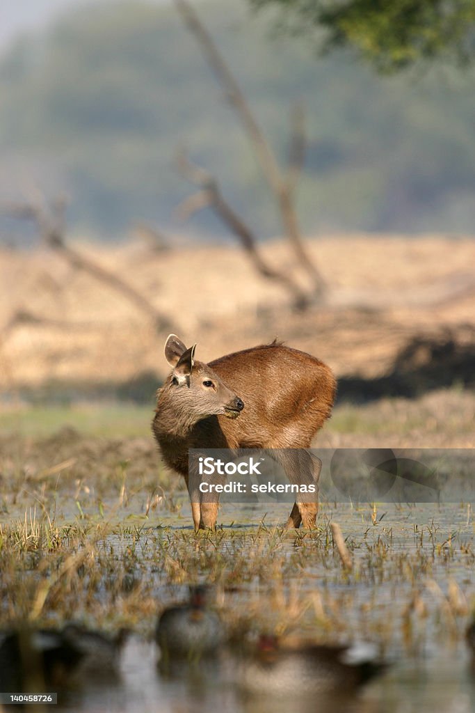 Ciervo Sambar deer cervato - Foto de stock de Agua libre de derechos