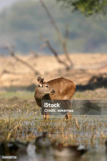 Ciervo Sambar Deer Cervato Foto de stock y más banco de imágenes de Agua - Agua, Aire libre, Animal