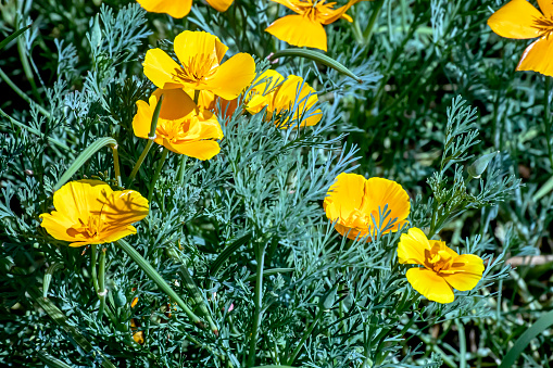 Orange flower California poppy, or Golden poppy, Cup of gold. Its Latin name is Eschscholzia Californica, native to the US and Mexico.