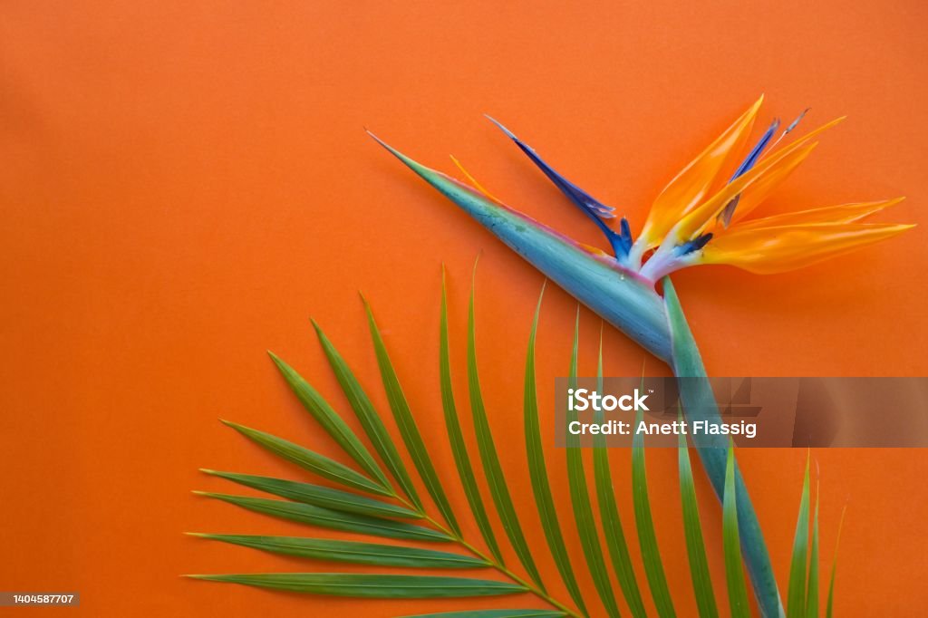 Strelitzia flower and green palm fond on orange - tropical background Tropical background Bird of Paradise - Plant Stock Photo