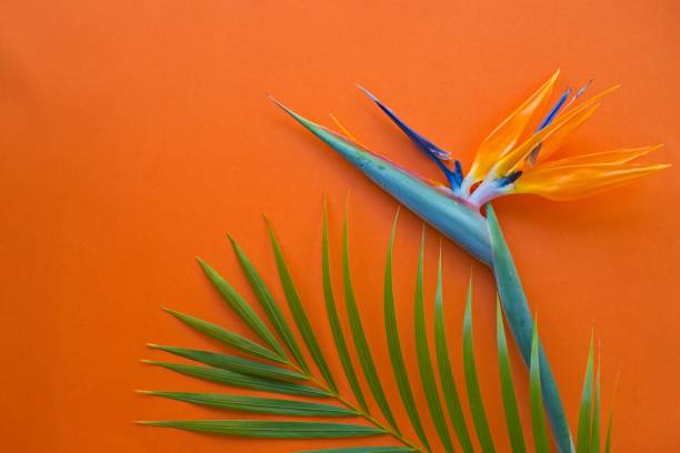 Strelitzia flower and green palm fond on orange - tropical background stock photo