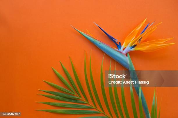 Strelitzia Flower And Green Palm Fond On Orange Tropical Background Stock Photo - Download Image Now