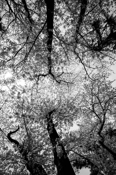 istock black and white photo 1404591588