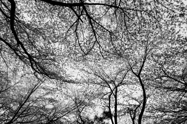 Free Stock Photo of Dense Black and White Forest | Download Free Images ...