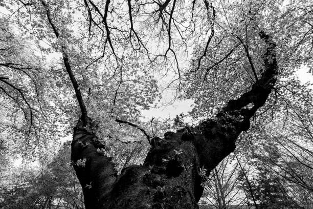 istock black and white photo 1404591622