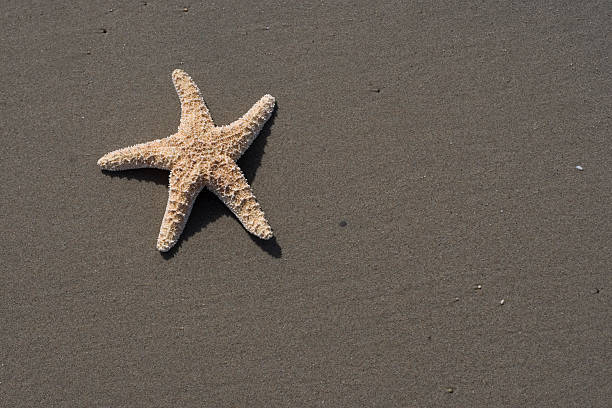 Starfish on a Beach stock photo