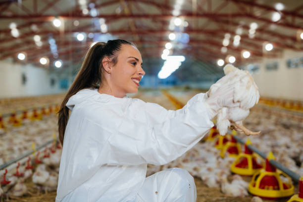 istock woman works in poultry farm 1404592370