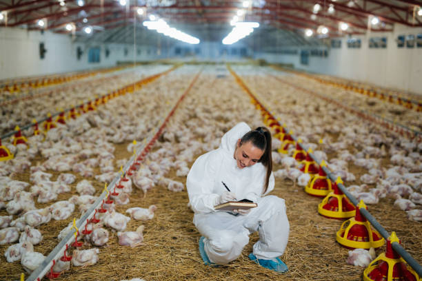 istock woman works in poultry farm 1404592371