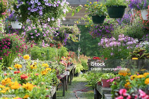 The Garten Stockfoto und mehr Bilder von Großgärtnerei - Großgärtnerei, Pflanze, Blumenampel