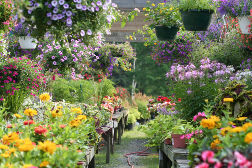 An assortment of potted and hanging plants at a garden center.