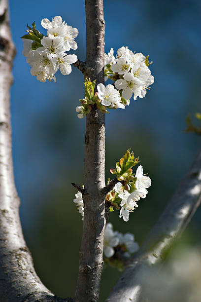 Wiosenne kwiaty – zdjęcie