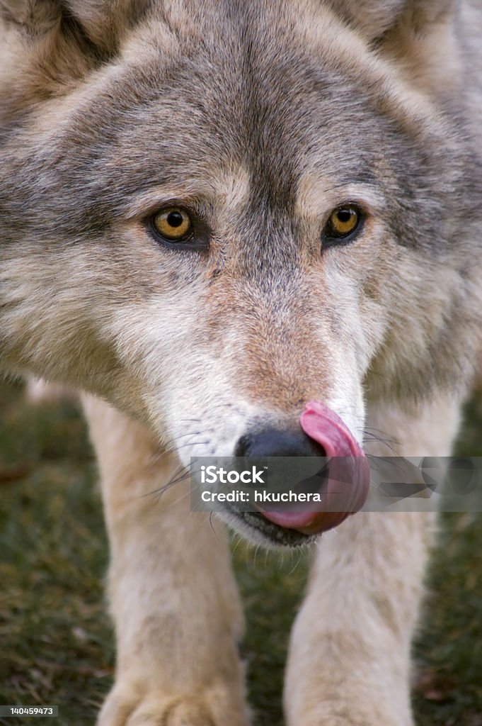 Timber Wolf (Canis lupus) Licks Nose Timber Wolf (Canis lupus) licks nose - captive animal Animal Stock Photo