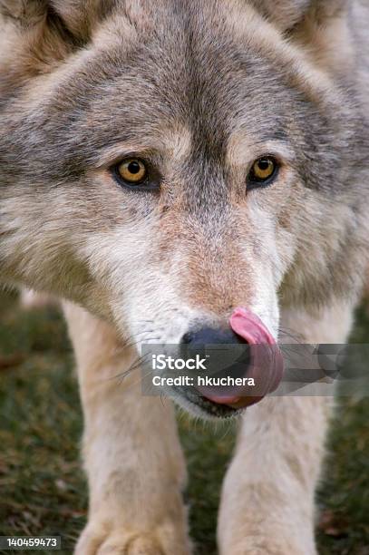 Timber Wolf Licks Nose Stock Photo - Download Image Now - Animal, Animal Hair, Animal Wildlife