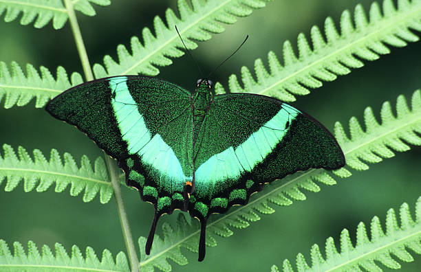 Green butterfly on a fern - Papilio palinurus Closeup of a green butterfly in a house of butterflys on the isle Mainau - Germany.  papilio palinurus stock pictures, royalty-free photos & images