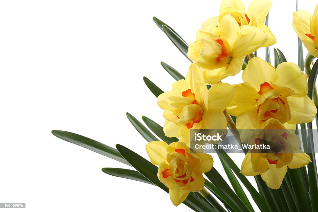 In primavera! - Foto stock royalty-free di Aprile