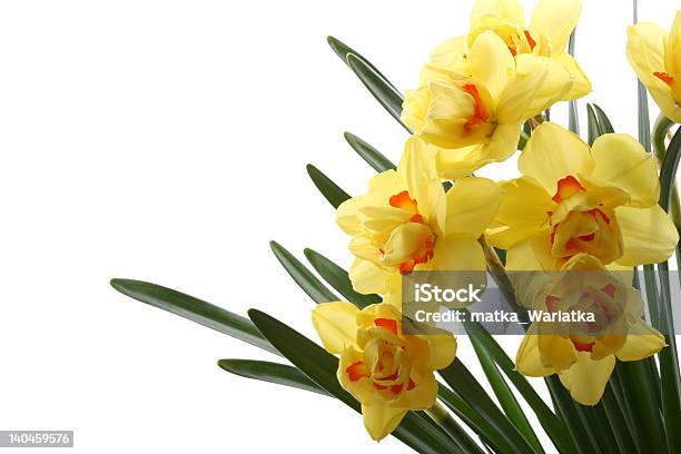In Primavera - Fotografie stock e altre immagini di Aprile - Aprile, Bellezza, Bouquet