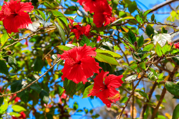 熱帯庭園の赤いハイビスカスの花(中国のバラ、中国のハイビスカス、ハワイのハイビスカス) - stem pollen hibiscus beauty in nature ストックフォトと画像