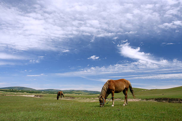 horses in grassland stock photo