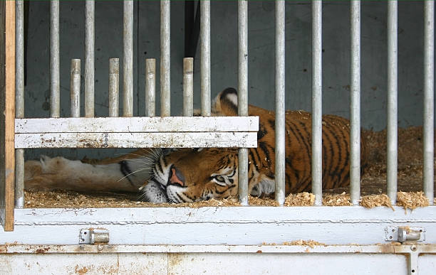 bloccato tigre - circus animal foto e immagini stock