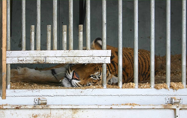 zablokowany tiger - circus animal zdjęcia i obrazy z banku zdjęć