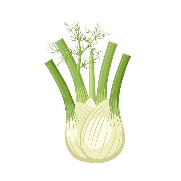 ilustrações, clipart, desenhos animados e ícones de ilustração vetorial, lâmpada de erva-doce fresca, isolada em um fundo branco. - fennel vegetable food white background