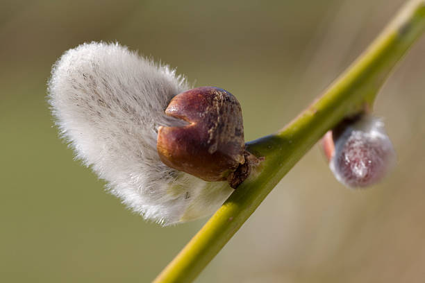 catkin – zdjęcie