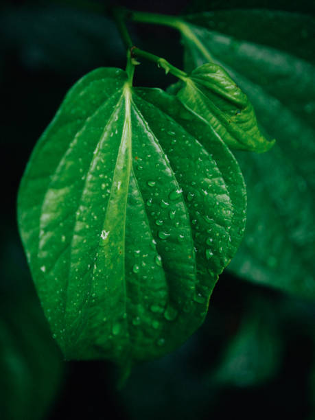 istock nature in rainy day 1404600514