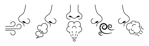 нюхать нос. обоняние, человеческое дыхание и обоняние. вдох воздуха и ароматов векторный набор иллюстраций - human nose smelling scented unpleasant smell stock illustrations