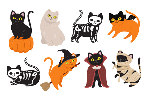 Halloween cats. Black kitten in Dracula vampire costume, mummy animal and witch cat. Ghost pet, skeleton and kitty on pumpkin vector set of dracula kitten vampire, happy halloween costume illustration