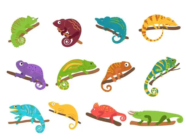 Vector illustration of Chameleon animal. Mexican colourful lizard with curvy tail, tropical reptile animal and wild exotic chameleons vector set