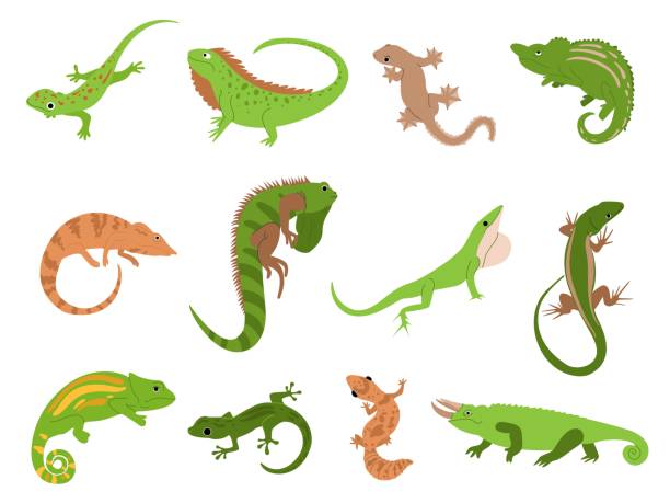 illustrazioni stock, clip art, cartoni animati e icone di tendenza di animale domestico lucertola. animali rettili tropicali geco, camaleonte e iguana. tritone e salamandra, simpatiche lucertole colorate isolate set di illustrazioni vettoriali - lucertola