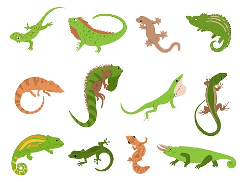 Lizard pet. Tropical reptile animals gecko, chameleon and iguana. Newt and salamander, cute colorful lizards isolated vector illustration set. Reptile chameleon animal, iguana lizard