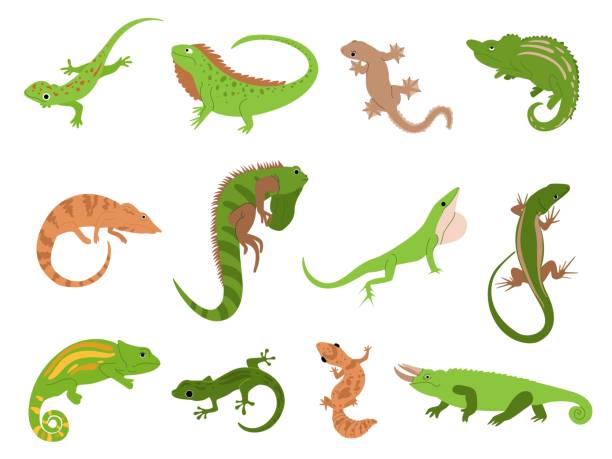Lizard pet. Tropical reptile animals gecko, chameleon and iguana. Newt and salamander, cute colorful lizards isolated vector illustration set Lizard pet. Tropical reptile animals gecko, chameleon and iguana. Newt and salamander, cute colorful lizards isolated vector illustration set. Reptile chameleon animal, iguana lizard amphibian illustrations stock illustrations
