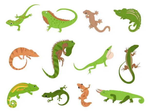 Vector illustration of Lizard pet. Tropical reptile animals gecko, chameleon and iguana. Newt and salamander, cute colorful lizards isolated vector illustration set