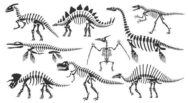 Dinosaur skeletons. Dino bones, stegosaurus fossil and tyrannosaurus skeleton. Remains of ancient animals vector illustration set Dinosaur skeletons. Dino bones, stegosaurus fossil and tyrannosaurus skeleton. Remains of ancient animals vector illustration set of skeleton dino and dinosaur triceratops fossil spinosaurus stock illustrations