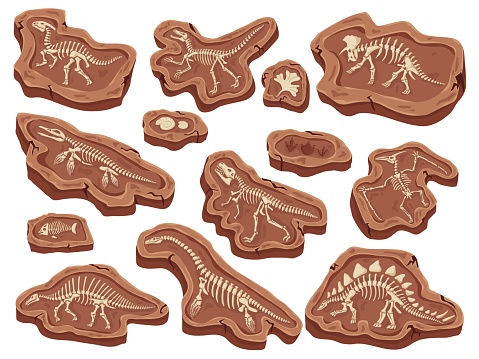 Cartoon fossils. Dinosaurs fossilization, ancient fish bones and ammonite shell. Paleontology digging, animal skeleton museum vector illustration. Skeleton dinosaur fossil ancient cartoon